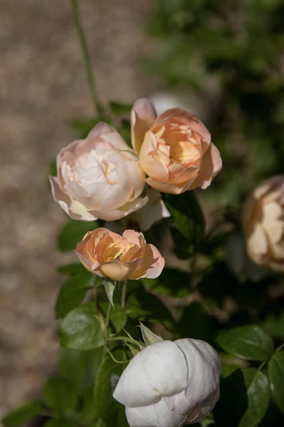 Two Rose Walk Cottage Cotswolds Moreton-in-Marsh Kültér fotó